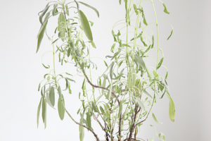 Tarragon Plant Live   24"H